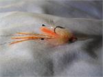 EP Spawning Shrimp